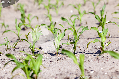 Image of Field of green corn