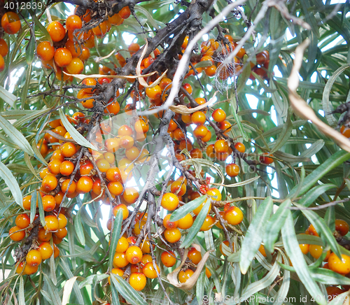 Image of sea buckthorn berry