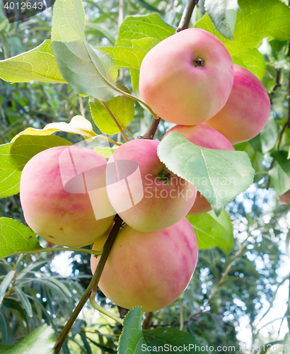 Image of ripe red apples