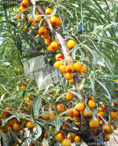 Image of sea buckthorn berry