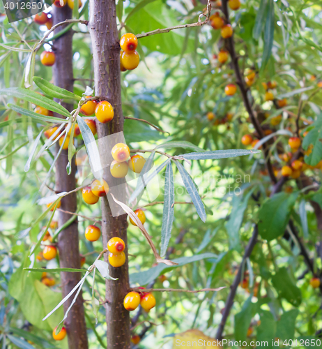 Image of sea buckthorn berry