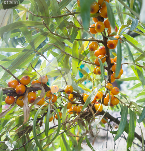 Image of sea buckthorn berry