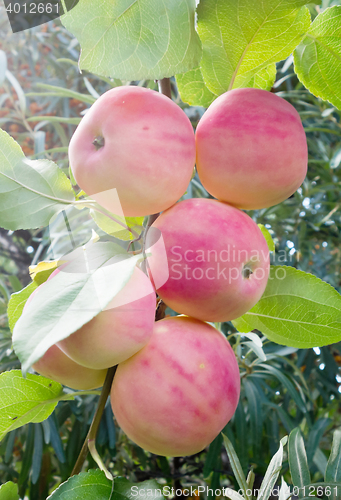 Image of ripe red apples