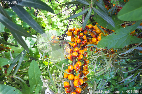 Image of sea buckthorn berry