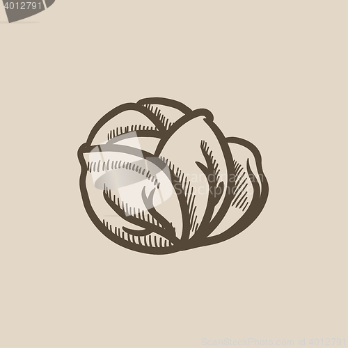 Image of Cabbage sketch icon.