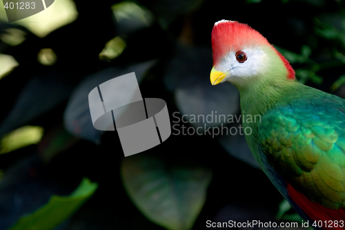 Image of Curious parrot