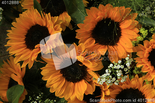 Image of Sunflowers