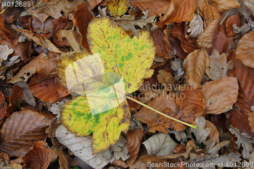 Image of Fall foliage