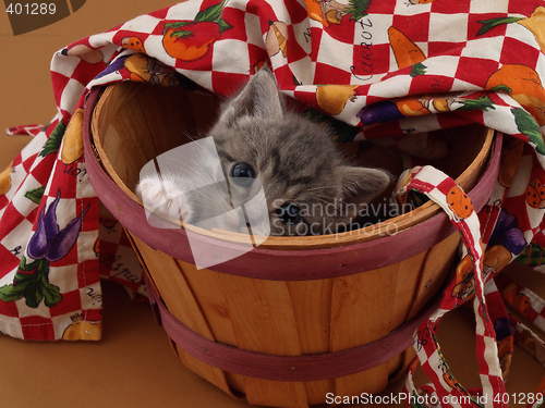 Image of Bushel of Kitty