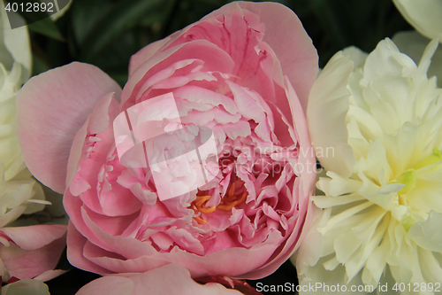 Image of Peony wedding bouquet