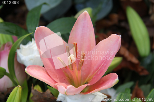 Image of Pink Tiger Lily