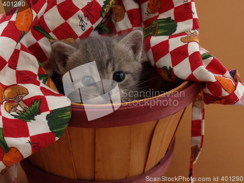 Image of Grey Kitten in Basket