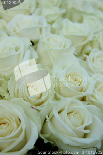 Image of Group of white roses, wedding decorations