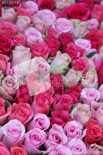 Image of Pink wedding roses