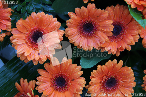 Image of Wet orange gerberas