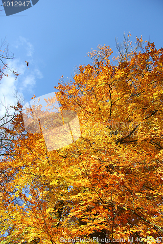 Image of Fall Foliage and a clear blue sky