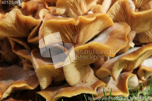 Image of Mushrooms