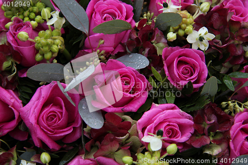 Image of purple pink roses