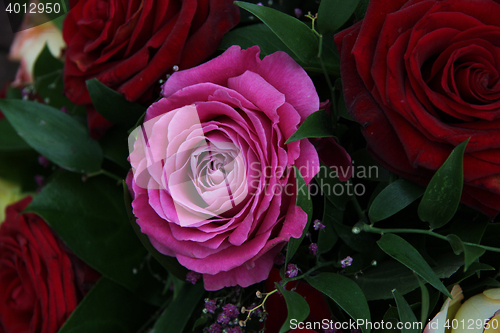 Image of Multicolored roses