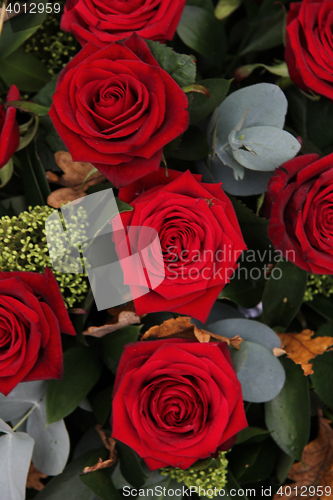 Image of Dark red roses