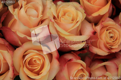 Image of Multicolored wedding roses