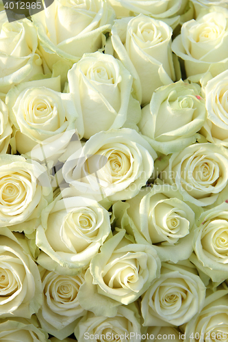 Image of Group of white roses, wedding decorations