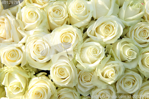 Image of Group of white roses, wedding decorations