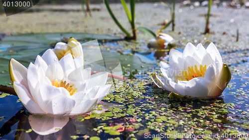 Image of White Water Lilies In a Pond