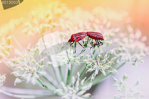 Image of Couple Of Red Shield Bugs Mating