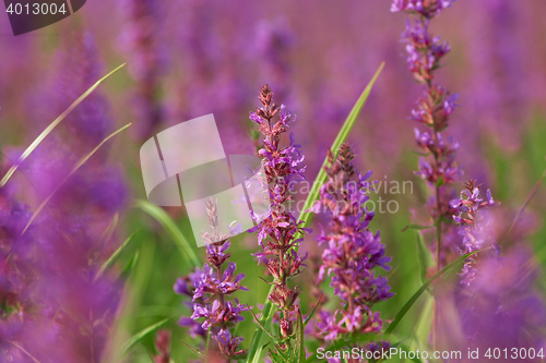 Image of Tall pink  flowers in summer meadow