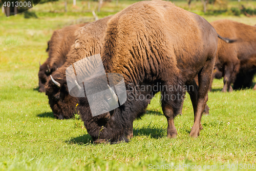 Image of American bison (Bison bison) simply buffalo 