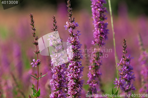 Image of Tall pink  flowers in summer meadow