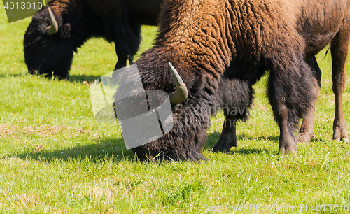 Image of American bison (Bison bison) simply buffalo 