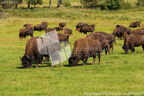 Image of American bison (Bison bison) simply buffalo 