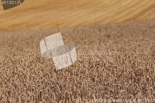 Image of harvested and unharvested field