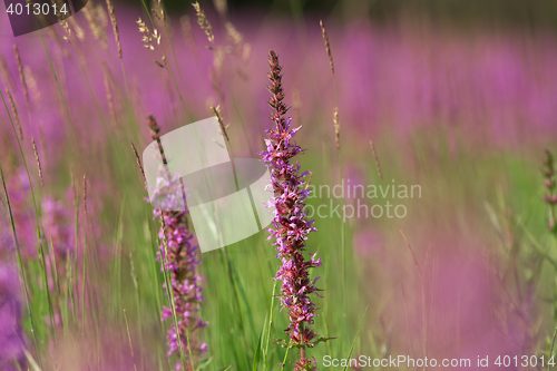 Image of Tall pink  flowers in summer meadow