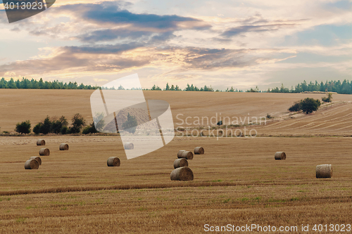 Image of harvested field with straw bales in summer