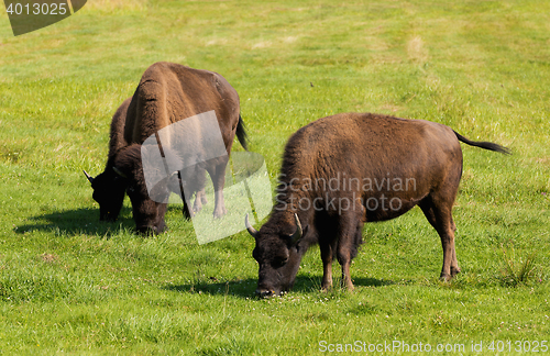 Image of American bison (Bison bison) simply buffalo 