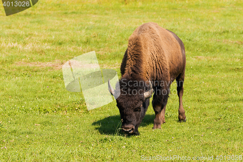 Image of American bison (Bison bison) simply buffalo 