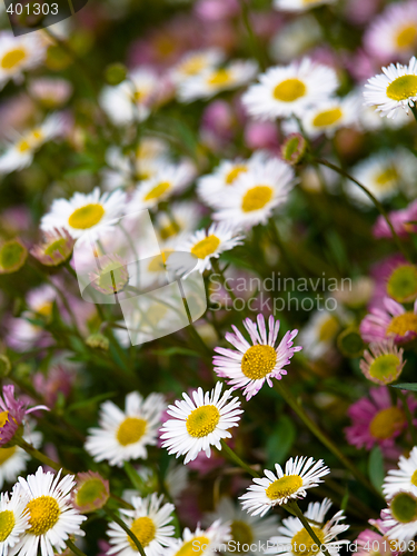 Image of Daisy flowers