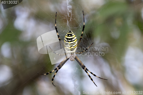 Image of Spider on spiderweb