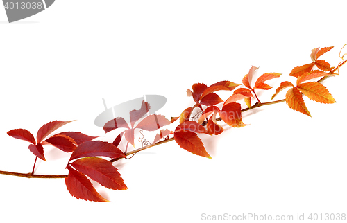 Image of Twig of autumn grapes leaves