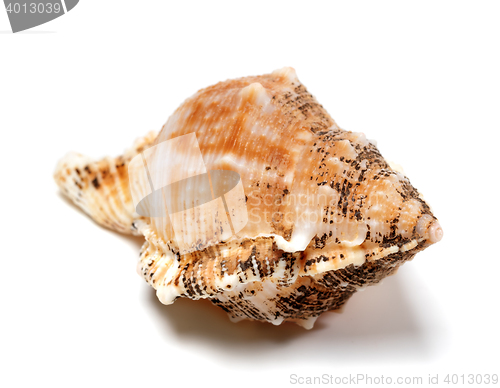 Image of Shell of Bursa bubo