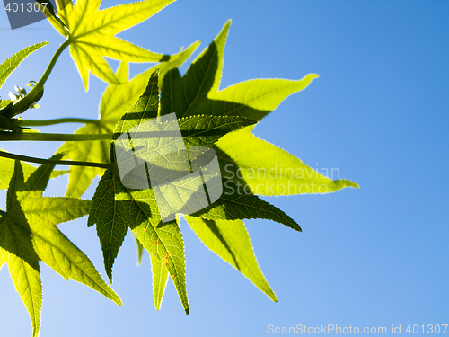 Image of Green leaves