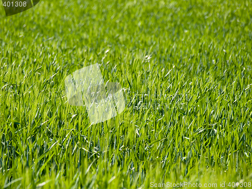 Image of Green wheat field