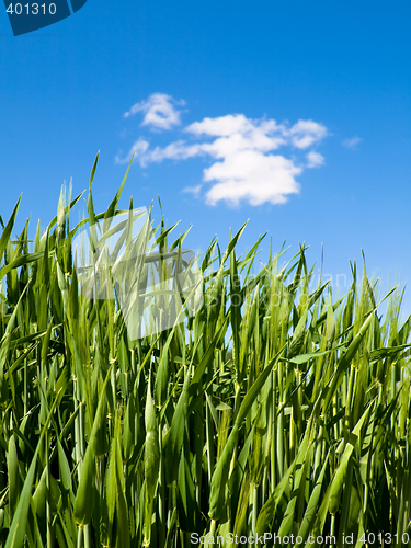 Image of Green wheat field