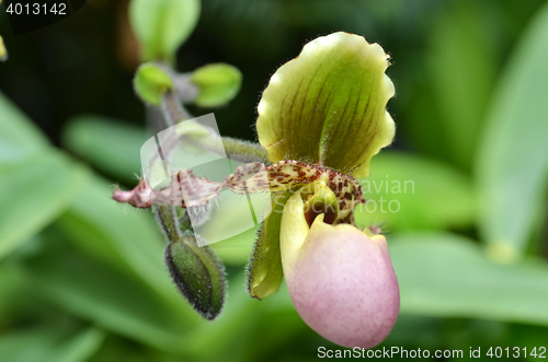 Image of Close up of the flower of lady slipper 