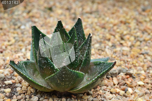 Image of Succulent plant in Garden by the Bay