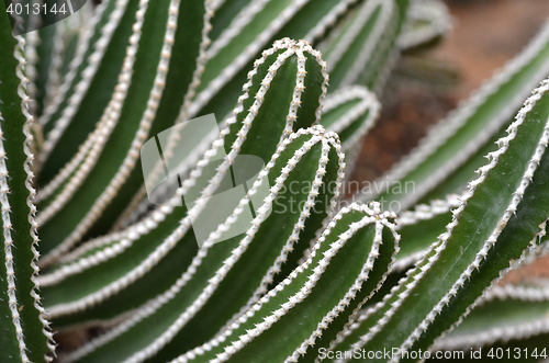 Image of Cactus planted in a botanical garden 