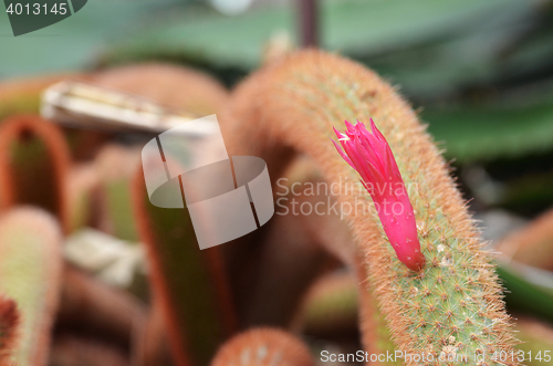 Image of Pink flowers of golden rat-tailed cactus